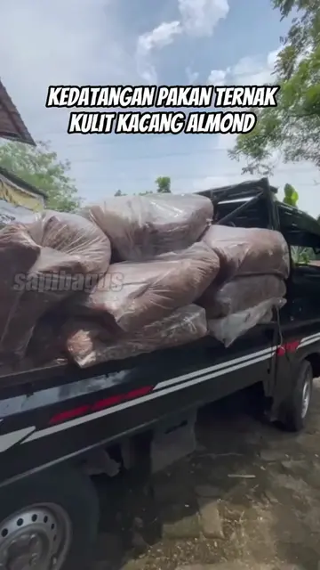 Kedatangan-2-Ton-Pakan-Ternak-Kulit-Kacang-Almond